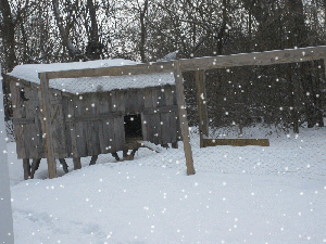 Coop in snow
