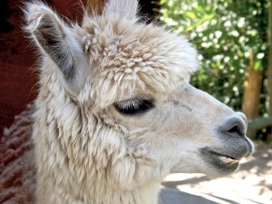 This site is pretty cool. Not only do they have photos but they have vector images. AND you get a whole of themed photos downloaded.