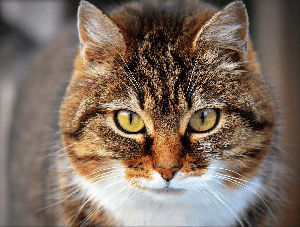 Pay attention to me MEOW!